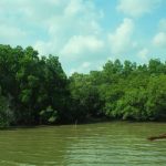 Oddang Minta DLH Tingkatkan Pengawasan Hutan Mangrove di Balikpapan