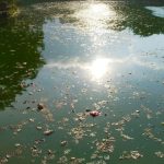 Warga Diminta Jangan Membuang Sampah ke Waduk Telagasari