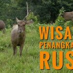 Kelola Penangkaran Rusa Tahura, Pemdes  Petangis Gandeng DLH dan Dinas Perkebunan dan Peternakan