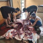 Selama Idul Adha RPH Jone Potong 73 Hewan dengan Protokol Kesehatan