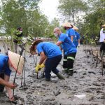 Rayakan Ulang Tahun Indika Energy Ke-21, Kideco Lakukan Penanaman Ribuan Pohon Mangrove