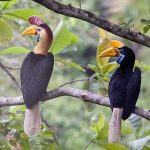 Pesona Alam Objek Wisata Tahura Lati Petangis, Terdapat Banyak Satwa Langka Seperti Burung Rangkong