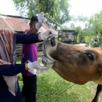 Pengendalian PMK di Kaltim Tahun Ini, Dialokasikan Rp2,7 Miliar