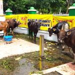 Iduladha, Masjid Agung At Taqwa Telah Terkumpul 22 Ekor Sapi dan 5 Ekor Kambing untuk Kurban