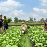 Safuad Ajak Pemerintah Cari Solusi Produksi Petani Menurun Akibat  El-Nino