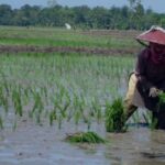 Produksi Padi Kaltim Anjlok Akibat El Nino