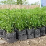 Pemprov  Serahkan Bantuan Bibit Cabai di Samarinda