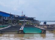 Potensi Perikanan Kota Bangun, Tantangan dan Peluang untuk Keberlanjutan Ekosistem