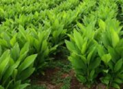 Desa Purwajaya Kembangkan Kunyit Hitam Jadi Komoditas Unggulan Berbasis Herbal