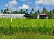 Muara Kaman, Surga Tersembunyi dengan Potensi Pertanian, Perikanan, dan Pariwisata yang Menjanjikan
