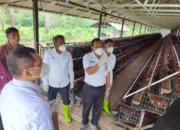 Bupati Fahmi : Program Ternak Ayam Petelur Berhasil Kendalikan Inflasi Pangan di Paser